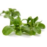 Salat, Feldsalat