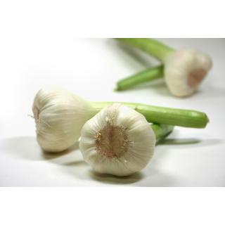 Knoblauch trocken