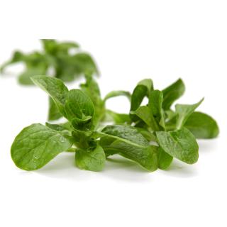 Feldsalat rot