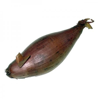 Zwiebel, Schalotten
