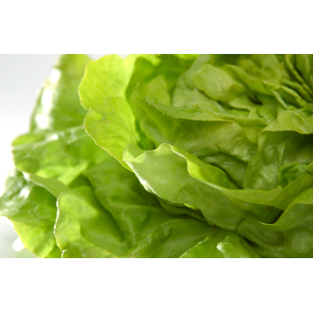 Salat-Grand Mix gepackt