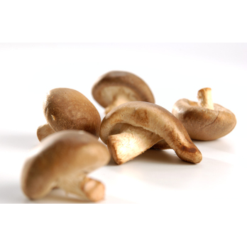 Shiitake